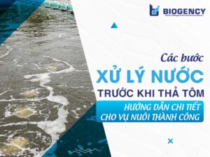 Các bước xử lý nước trước khi thả tôm: Hướng dẫn chi tiết cho vụ nuôi thành công