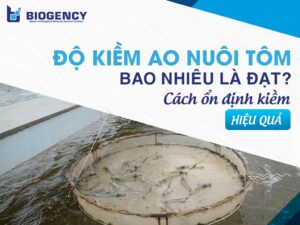Độ kiềm ao nuôi tôm bao nhiêu là đạt? Cách ổn định kiềm hiệu quả