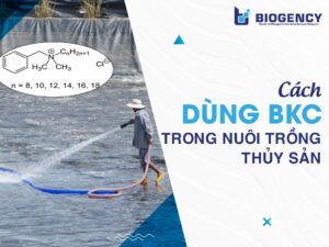 Hướng dẫn dùng BKC trong nuôi trồng thủy sản: Liều lượng, thời điểm, cách tạt chuẩn