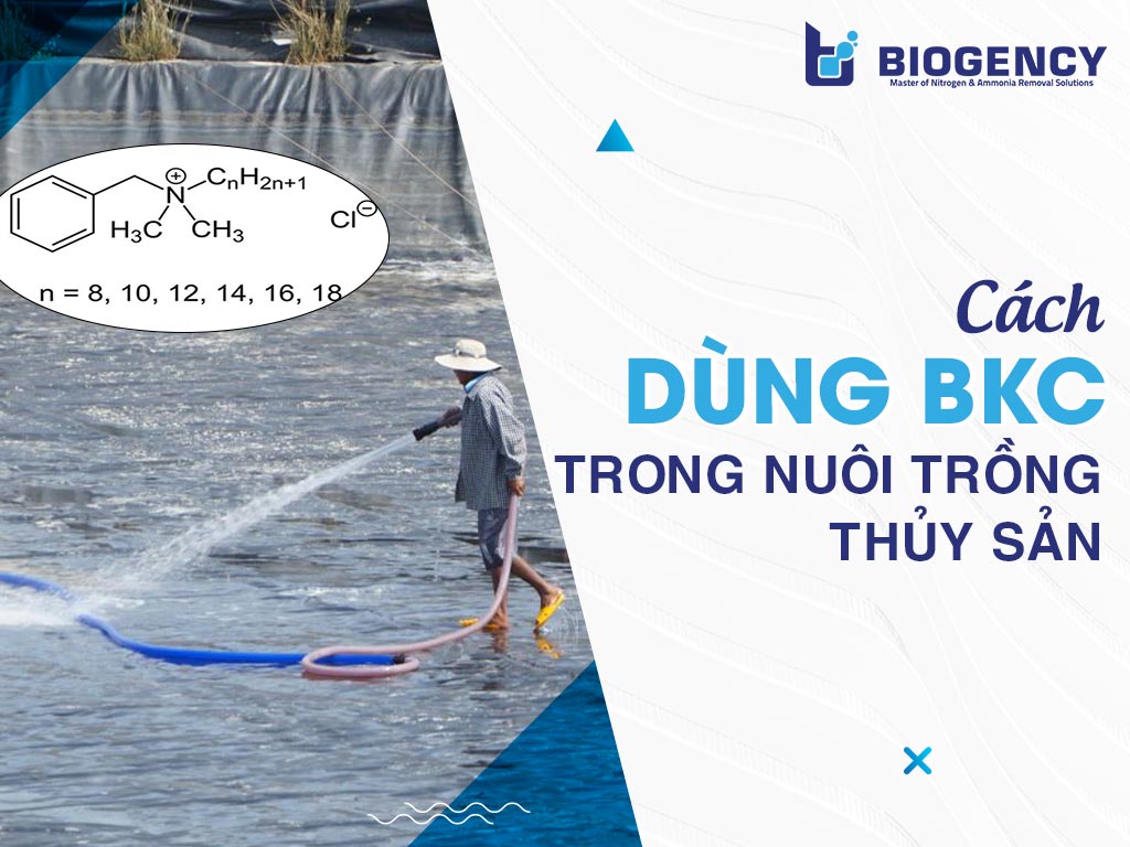 Hướng dẫn dùng BKC trong nuôi trồng thủy sản: Liều lượng, thời điểm, cách tạt chuẩn Hướng dẫn dùng BKC trong nuôi trồng thủy sản: Liều lượng, thời điểm, cách tạt chuẩn