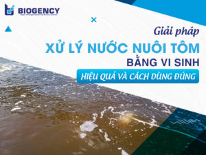 Giải pháp xử lý nước nuôi tôm bằng vi sinh: Hiệu quả và cách dùng đúng