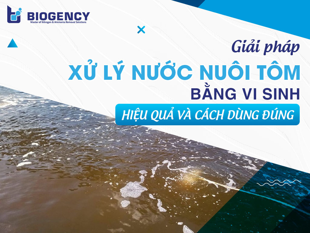 Giải pháp xử lý nước nuôi tôm bằng vi sinh: Hiệu quả và cách dùng đúng