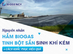 Nguyên nhân hầm Biogas tinh bột sắn sinh khí kém và cách khắc phục hiệu quả