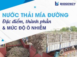 Nước thải mía đường phát sinh từ đâu? Đặc điểm, thành phần ô nhiễm và các thách thức khi xử lý