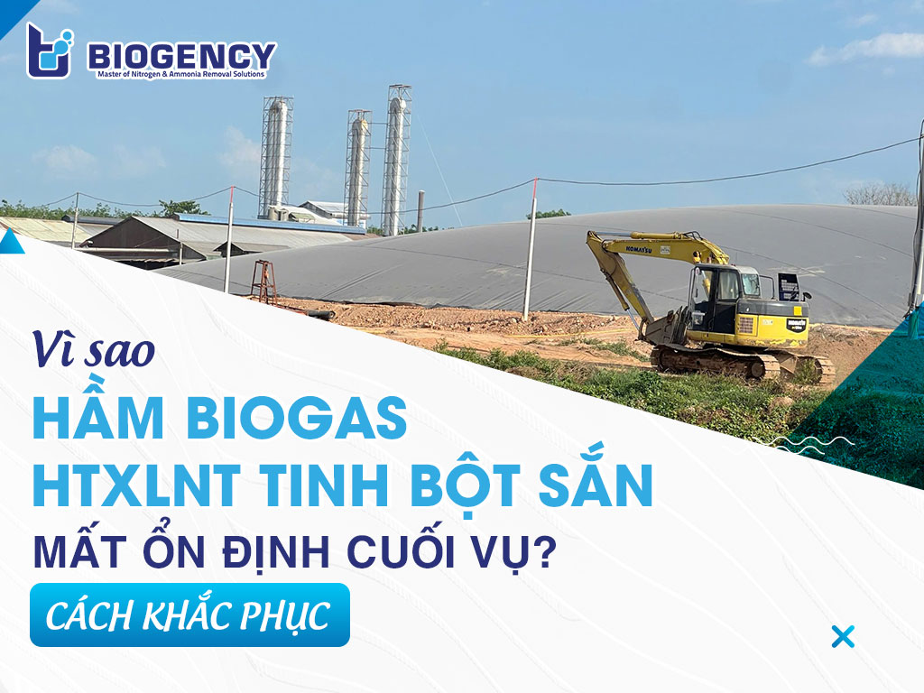 Vì sao hầm Biogas HTXLNT tinh bột sắn mất ổn định cuối vụ? Cách khắc phục