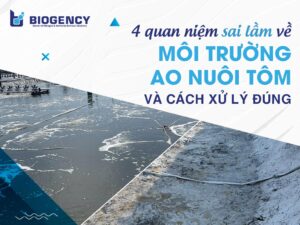 4 quan niệm sai lầm về môi trường ao nuôi tôm và cách xử lý đúng