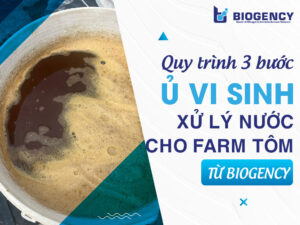 Quy trình 3 bước ủ vi sinh xử lý nước cho farm tôm từ BIOGENCY