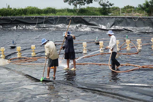 Làm sạch đáy ao để loại bỏ nguồn dinh dưỡng của vi khuẩn Vibrio. Làm sạch đáy ao để loại bỏ nguồn dinh dưỡng của vi khuẩn Vibrio.