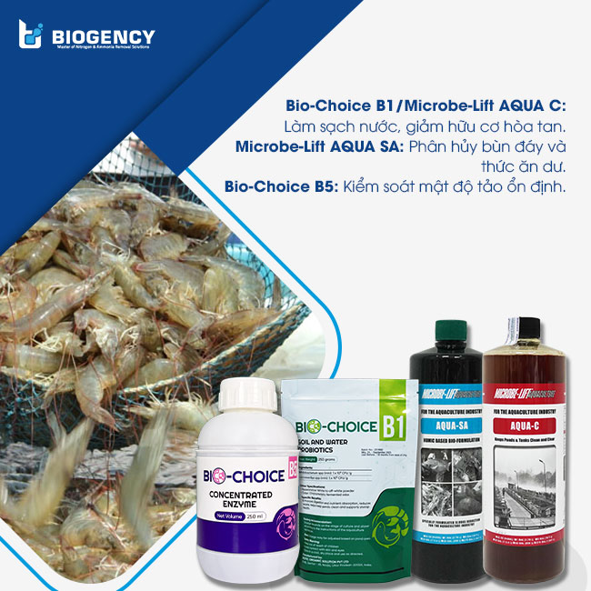 Giải pháp ổn định hệ vi sinh, bảo vệ môi trường ao nuôi tôm giúp giảm nguy cơ phát sinh GPD/TPD. Giải pháp ổn định hệ vi sinh, bảo vệ môi trường ao nuôi tôm giúp giảm nguy cơ phát sinh GPD/TPD.