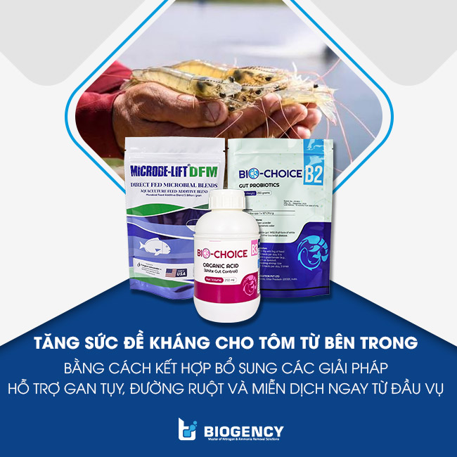 Các giải pháp hỗ trợ gan tụy, đường ruột và miễn dịch cho tôm để phòng bệnh GPD/TPD. Các giải pháp hỗ trợ gan tụy, đường ruột và miễn dịch cho tôm để phòng bệnh GPD/TPD.