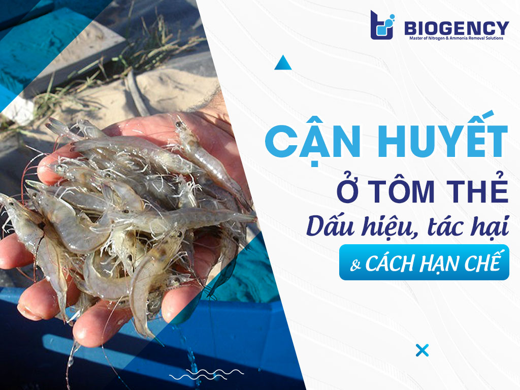 Cận huyết ở tôm thẻ là gì? Nhận biết và cách hạn chế