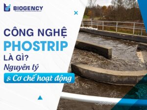Công nghệ Phostrip: Nguyên lý, cơ chế hoạt động và ứng dụng xử lý Photpho