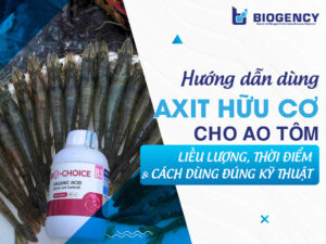 Hướng dẫn dùng Axit hữu cơ cho ao tôm: Liều lượng, thời điểm và cách dùng đúng kỹ thuật