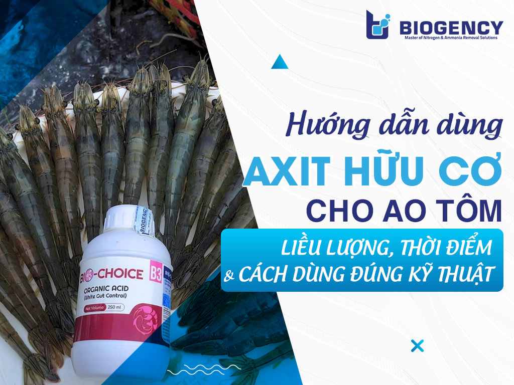 Hướng dẫn dùng Axit hữu cơ cho ao tôm: Liều lượng, thời điểm và cách dùng đúng kỹ thuật