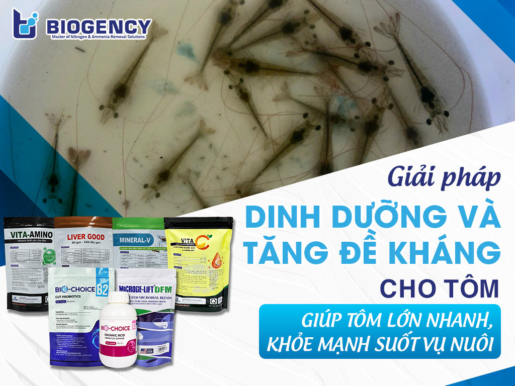 Giải pháp dinh dưỡng và tăng đề kháng cho tôm: Giúp tôm lớn nhanh, khỏe mạnh suốt vụ nuôi