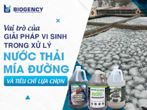 Vai trò của giải pháp vi sinh trong xử lý nước thải mía đường và tiêu chí lựa chọn