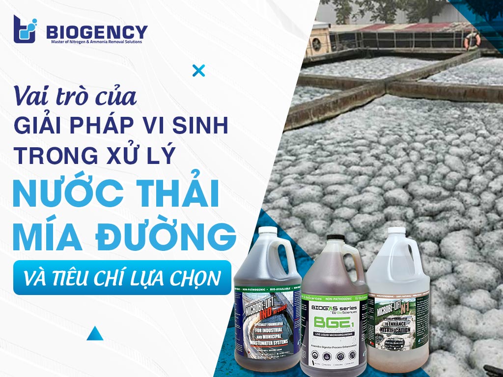 Vai trò của giải pháp vi sinh trong xử lý nước thải mía đường và tiêu chí lựa chọn