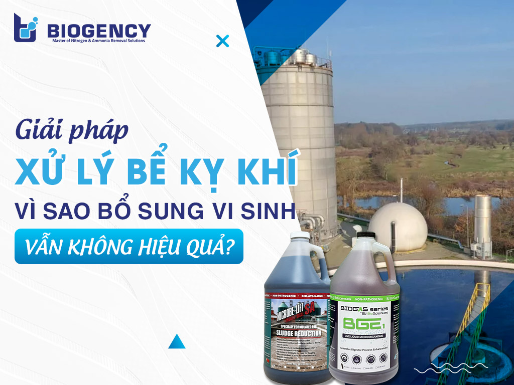 Giải pháp xử lý bể kỵ khí: Vì sao bổ sung men vi sinh vẫn không hiệu quả? Giải pháp xử lý bể kỵ khí: Vì sao bổ sung men vi sinh vẫn không hiệu quả?