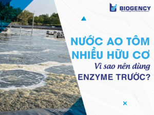 Xử lý nhanh nước ao tôm nhiều hữu cơ: Enzyme trước, vi sinh sau