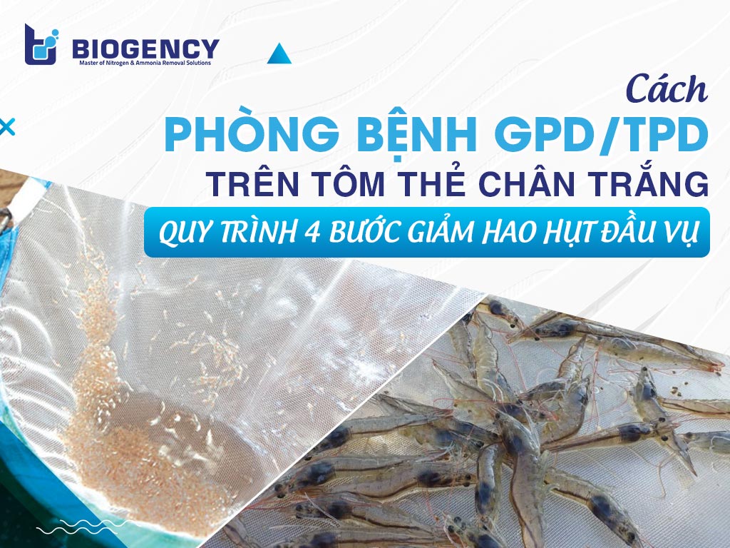Cách phòng bệnh GPD/TPD trên tôm thẻ chân trắng: Quy trình 4 bước giảm hao hụt đầu vụ