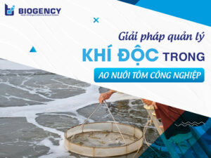 Khí độc trong ao nuôi tôm công nghiệp: Nguyên nhân và giải pháp kiểm soát trọn vụ nuôi