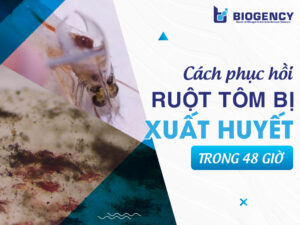 Cách phục hồi ruột tôm bị xuất huyết: Phác đồ trong 48 giờ