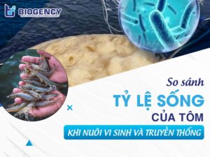 Nuôi tôm bằng vi sinh có giúp tăng tỷ lệ sống của tôm? So sánh 2 phương pháp