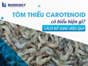 Tôm thiếu Carotenoid có biểu hiện gì? Cách bổ sung hiệu quả