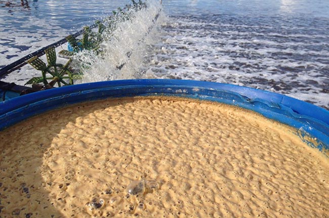 Hiệu quả của vi sinh dạng nước cho ao nuoi tôm công nghiệp phụ thuọc vào chủng vi sinh, thành phần và điều kiện ao nuôi, cũng như quy trình ứng dụng.