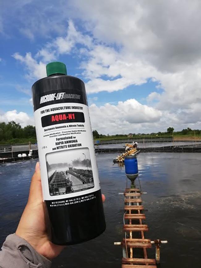 Giải pháp xử lý khí độc NH3 và NO2 cho ao nuôi tôm công nghiệp. Giải pháp xử lý khí độc NH3 và NO2 cho ao nuôi tôm công nghiệp.