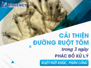 Cải thiện đường ruột tôm trong 3 ngày: Phác đồ xử lý ruột đứt khúc, phân lỏng