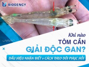Khi nào tôm cần giải độc gan? Dấu hiệu nhận biết và cách theo dõi phục hồi