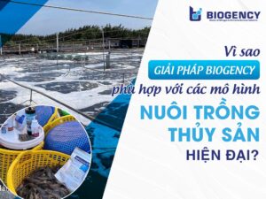 Vì sao giải pháp BIOGENCY phù hợp với các mô hình nuôi trồng thủy sản hiện đại?