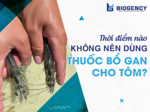 Thời điểm nào không nên dùng thuốc bổ gan cho tôm? 3 trường hợp cần tránh