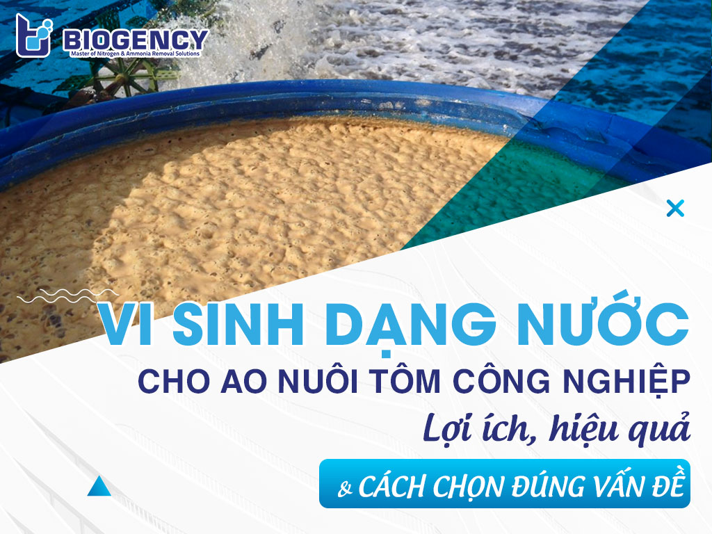 Vi sinh dạng nước cho ao nuôi tôm công nghiệp: Lợi ích, hiệu quả và cách chọn đúng vấn đề