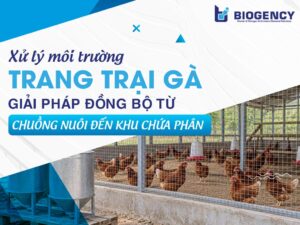 Xử lý môi trường trang trại gà: Giải pháp đồng bộ từ chuồng nuôi đến khu chứa phân