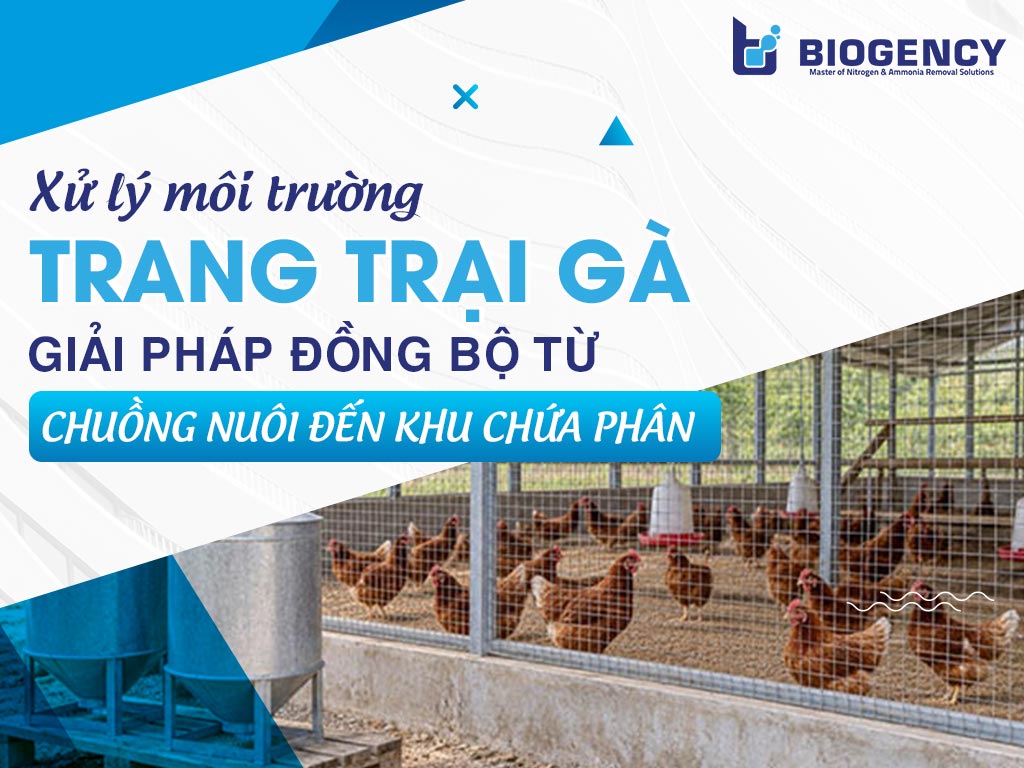 Xử lý môi trường trang trại gà: Giải pháp đồng bộ từ chuồng nuôi đến khu chứa phân