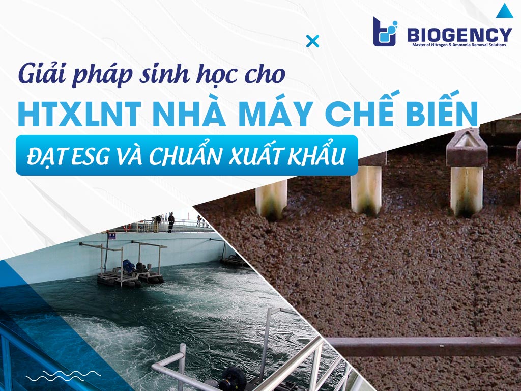 Giải pháp sinh học cho HTXLNT nhà máy chế biến: Đạt ESG và chuẩn xuất khẩu