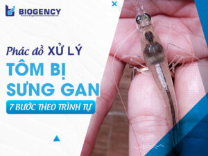Xử lý tôm bị sưng gan như thế nào? Hướng dẫn 7 bước