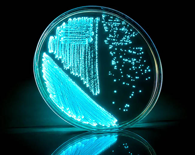Nguyên nhân chính gây bệnh phát sáng ở tôm là vi khuẩn Vibrio phát quang. Nguyên nhân chính gây bệnh phát sáng ở tôm là vi khuẩn Vibrio phát quang.