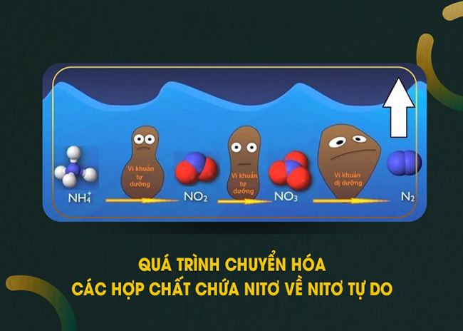 Quá trình chuyển hóa Nitơ trong nước thải. Quá trình chuyển hóa Nitơ trong nước thải.