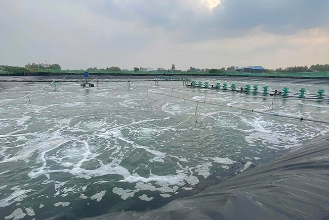 Kiểm soát chỉ tiêu môi trường khi phát hiện tôm bị bệnh phát sáng. Kiểm soát chỉ tiêu môi trường khi phát hiện tôm bị bệnh phát sáng.