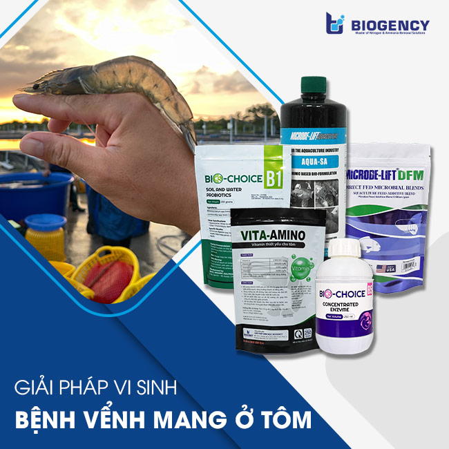 Giải pháp phòng ngừa bệnh vểnh mang ở tôm bền vững từ BIOGENCY Giải pháp phòng ngừa bệnh vểnh mang ở tôm bền vững từ BIOGENCY