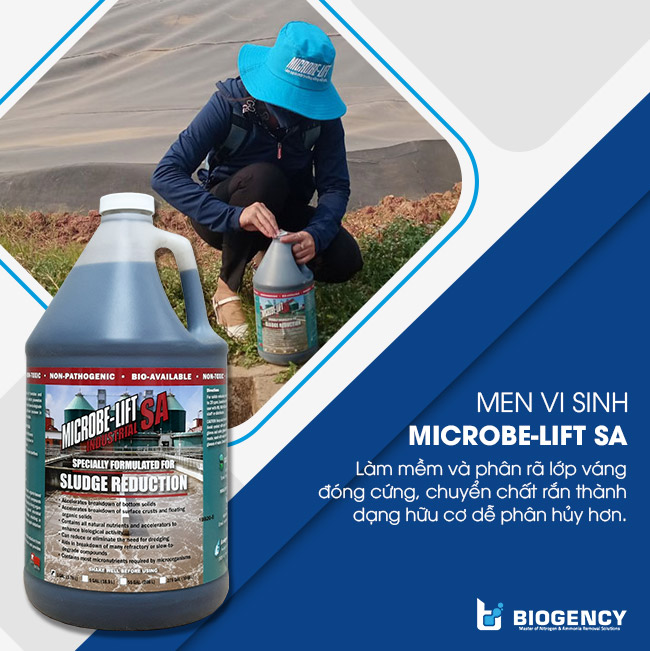 Microbe-Lift SA phân hủy bùn, chất hữu cơ nhờ sản sinh Enzyme phân cắt mạch Cellulose và tinh bột. Microbe-Lift SA phân hủy bùn, chất hữu cơ nhờ sản sinh Enzyme phân cắt mạch Cellulose và tinh bột.