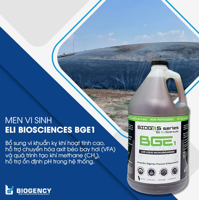 ELI Biosciences BGE1 bổ sung vi sinh kỵ khí, hỗ trợ tăng sinh khí Methane. ELI Biosciences BGE1 bổ sung vi sinh kỵ khí, hỗ trợ tăng sinh khí Methane.