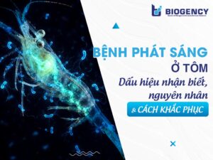 Bệnh phát sáng ở tôm: Dấu hiệu nhận biết, nguyên nhân và cách khắc phục