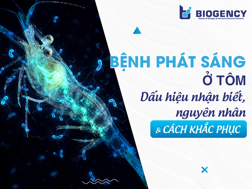 Bệnh phát sáng ở tôm: Dấu hiệu nhận biết, nguyên nhân và cách khắc phục