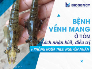 Bệnh vểnh mang ở tôm: Cách nhận biết, điều trị và phòng ngừa theo nguyên nhân