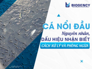 Cá nổi đầu: Nguyên nhân, dấu hiệu nhận biết, cách xử lý và phòng ngừa