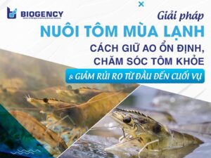 Giải pháp nuôi tôm mùa lạnh: Cách giữ ao ổn định, chăm sóc tôm khỏe và giảm rủi ro từ đầu đến cuối vụ